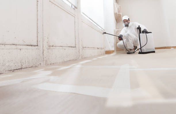 Trusted Mold Removal service in Springfield, GA - WQB Mold Removal